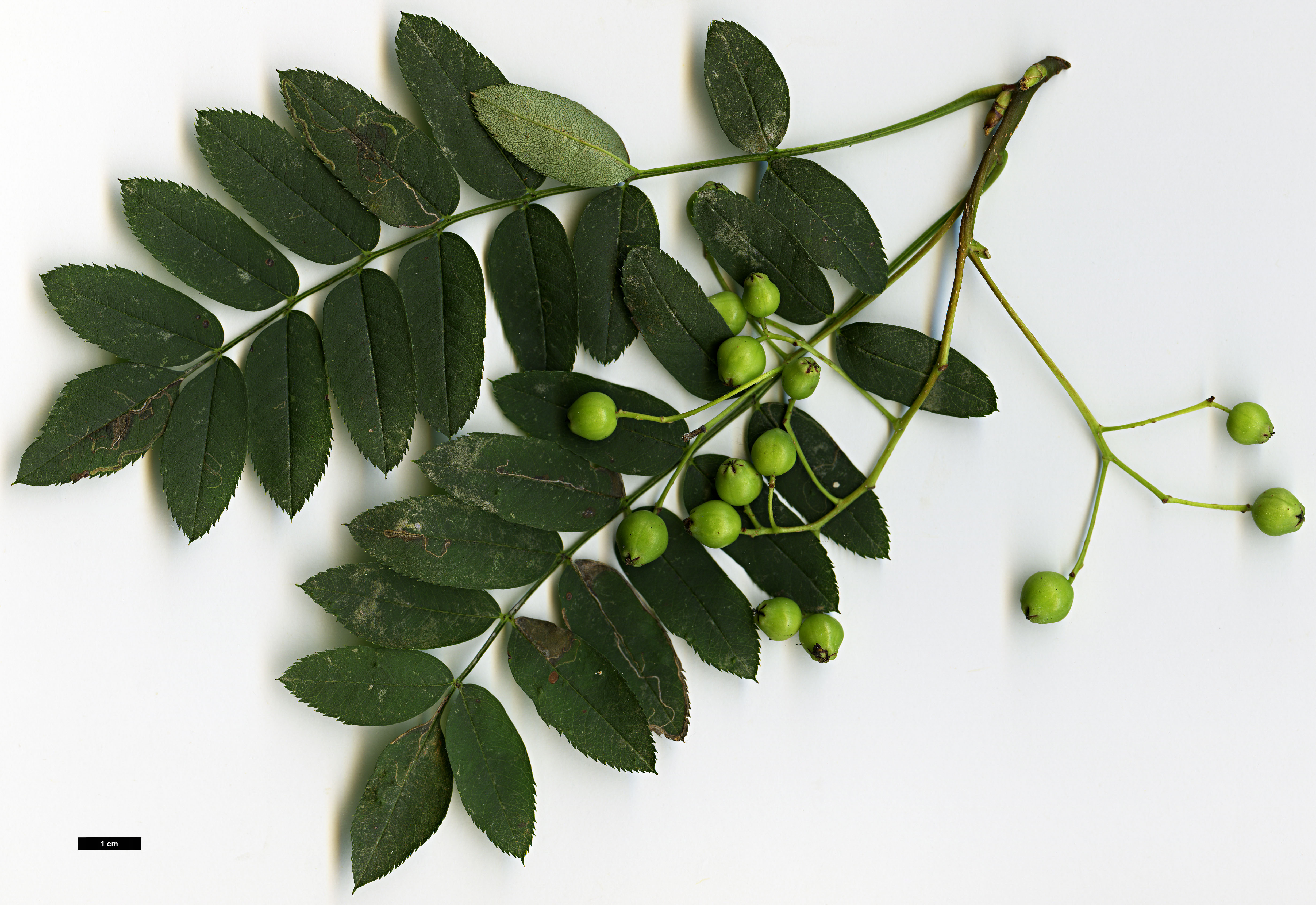 High resolution image: Family: Rosaceae - Genus: Sorbus - Taxon: HOWICK 1948 (S. aff. ovalis)